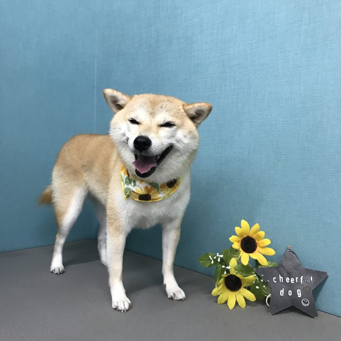 安田　すいちゃん