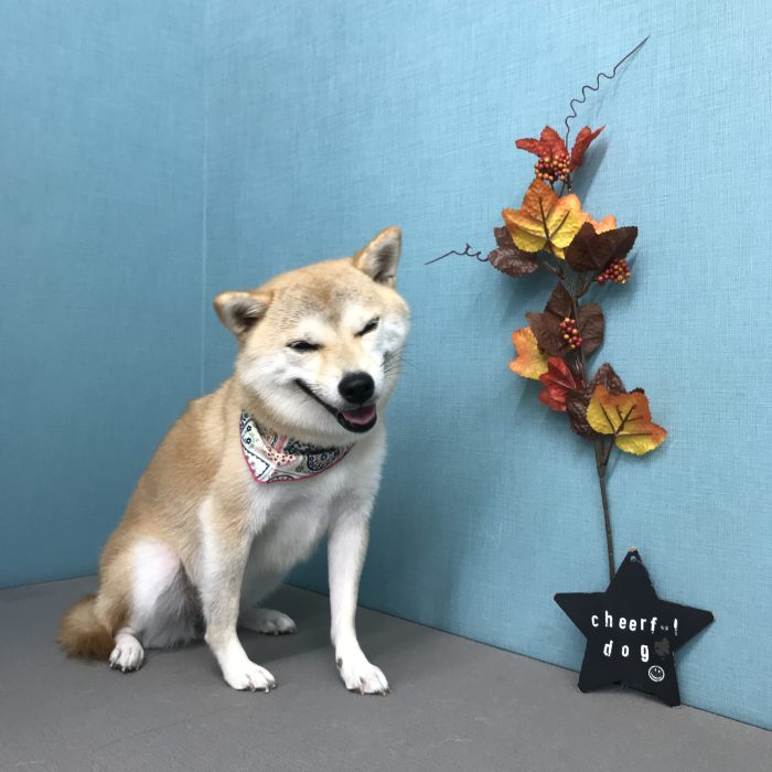 安田　すいちゃん