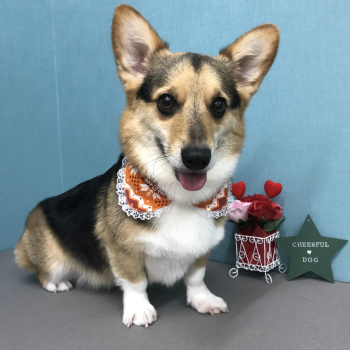 くーざぶろうくん（コーギー）