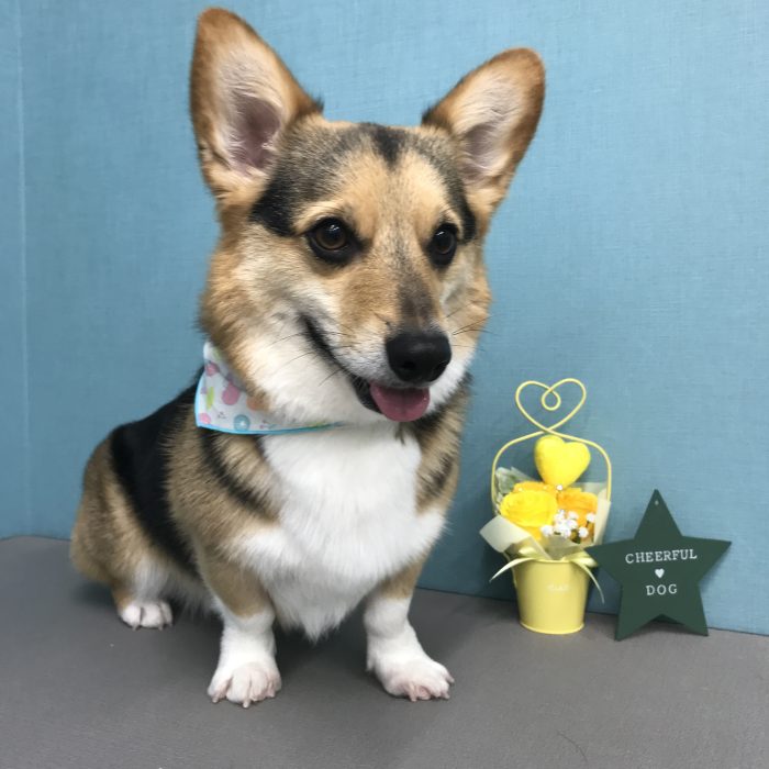 くーざぶろうくん（コーギー）