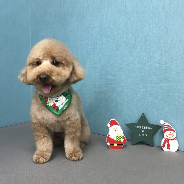 福丸くん（トイプードル）