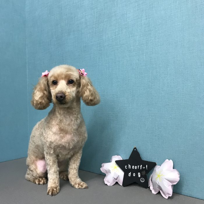 吉田　みんとちゃん