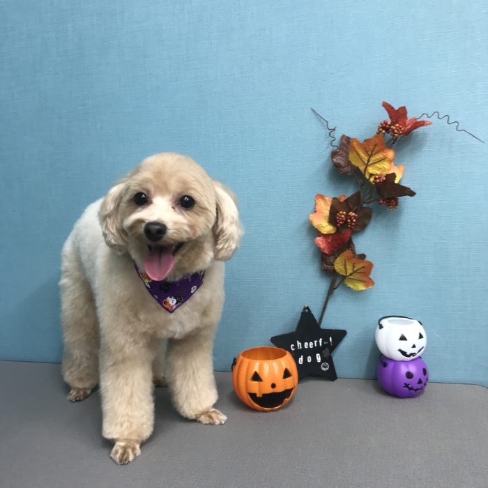 アーニャくん（マルプー）