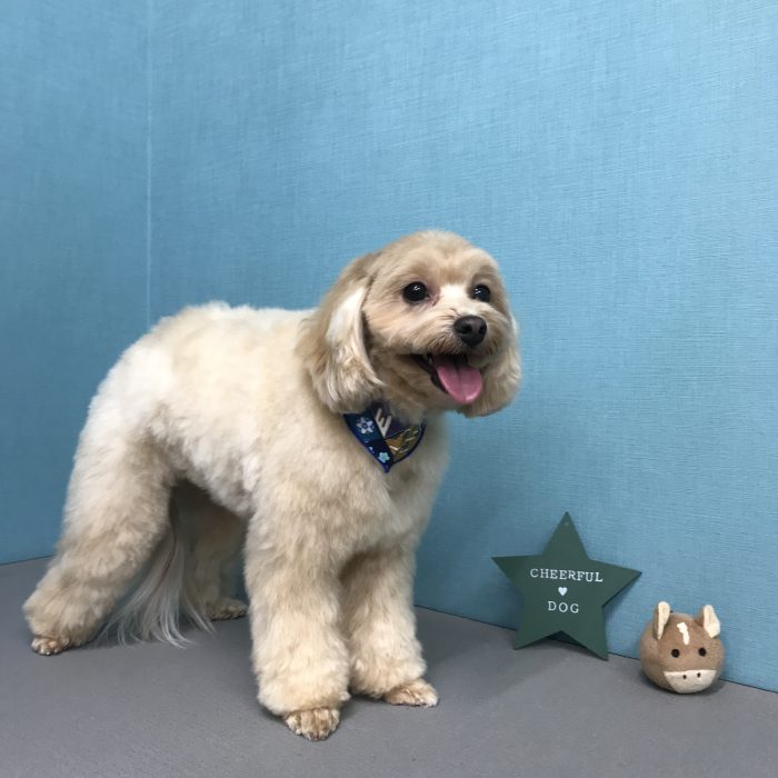 アーニャくん（マルプー）