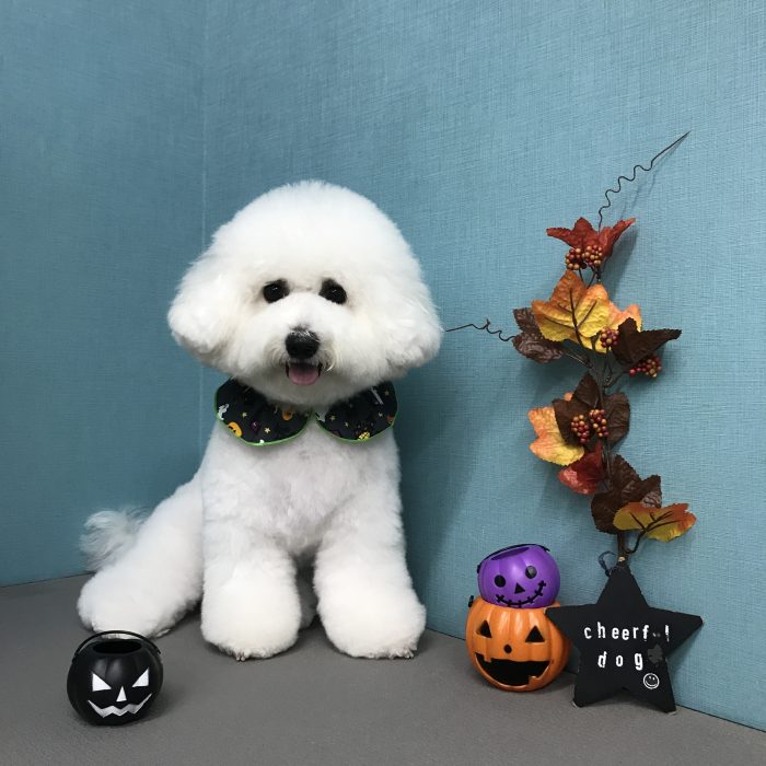 むぎちゃん（ビション）