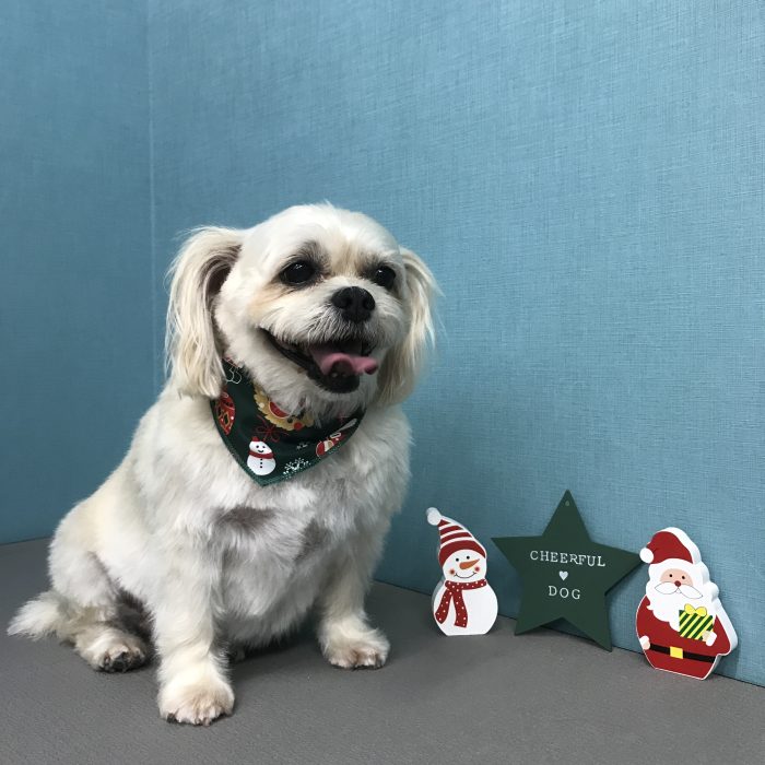 ゆずちゃん（ミックス）