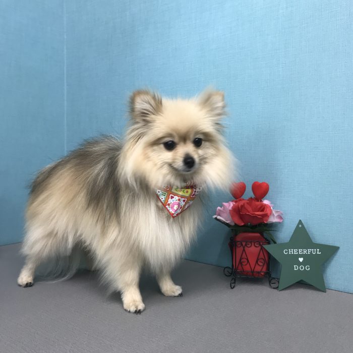 岩本　モモちゃん