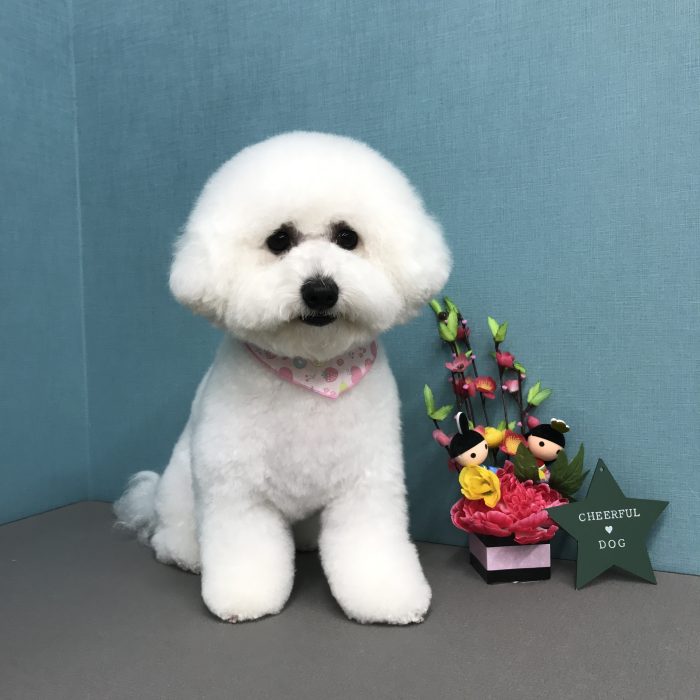 むぎちゃん（ビション）