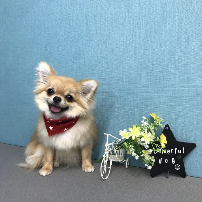ハニーちゃん（ミックス）