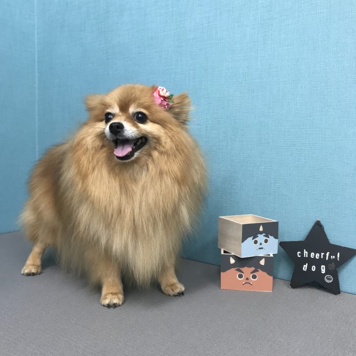 ポニョちゃん（ポメラニアン）