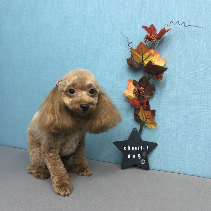 岩内　ココちゃん