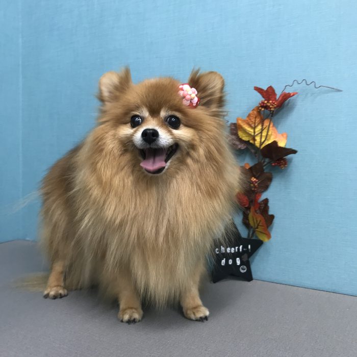 ポニョちゃん（ポメラニアン）