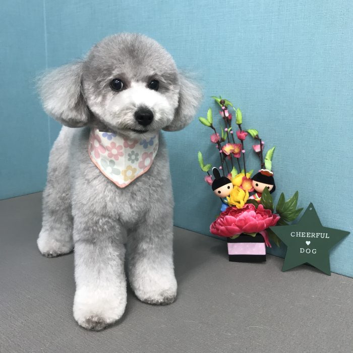 風ちゃん（トイプードル）