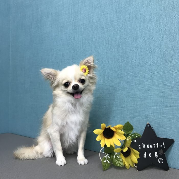 堂ヶ端　ピコちゃん