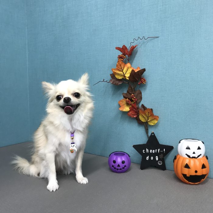 堂ヶ端　ピコちゃん