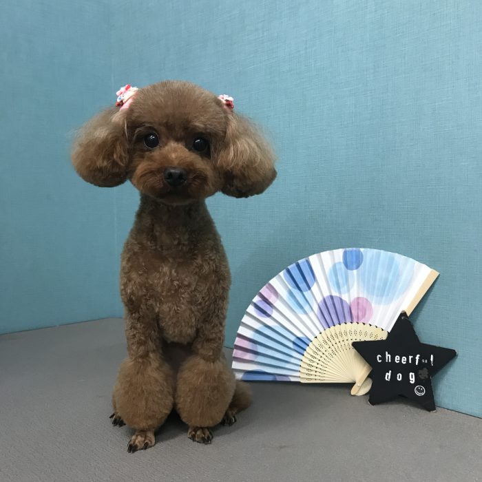 モナちゃん（トイプードル）