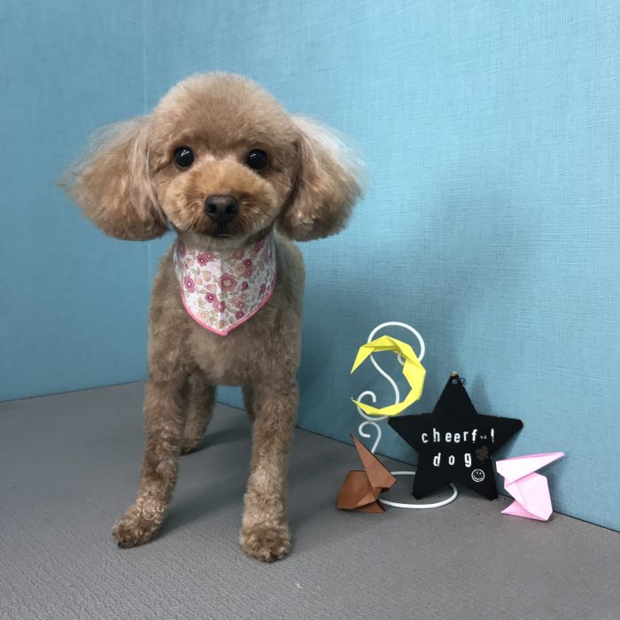 ピッピちゃん（トイプードル）