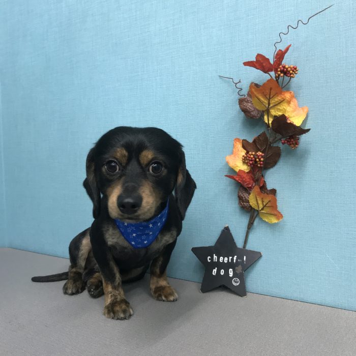 マメくん（ミックス）