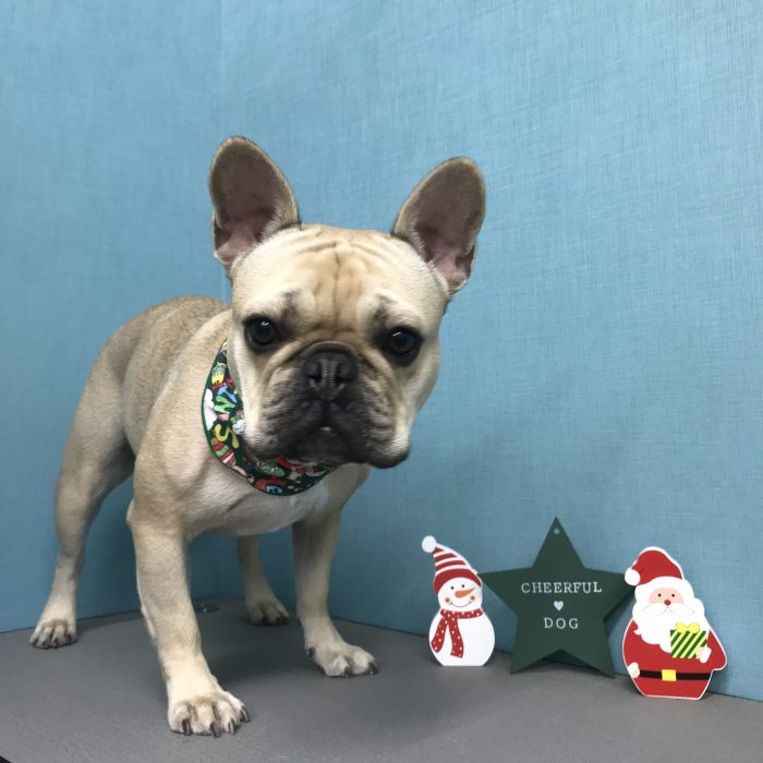 ハルくん（フレンチブル）