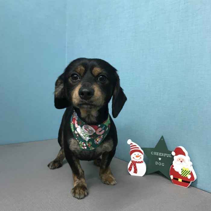 マメくん（ミックス）