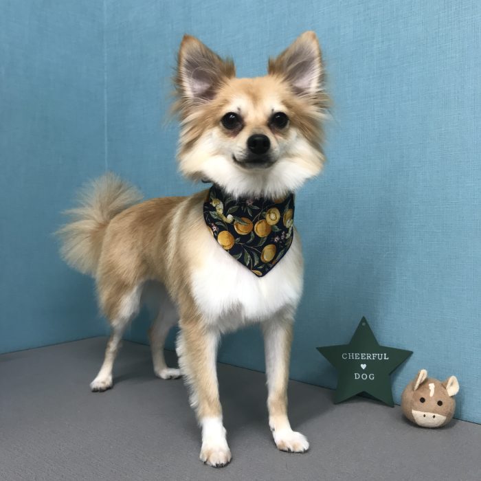 ルイくん（ミックス）