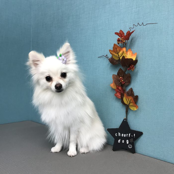 鍋島　ウランちゃん