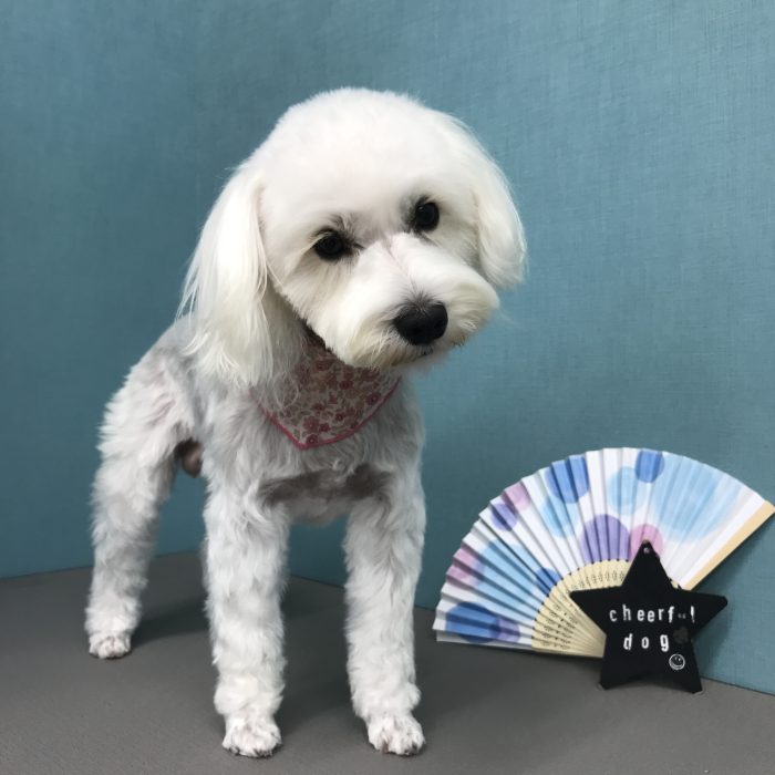 山本　はちまるちゃん
