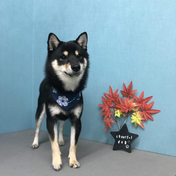 プフくん（柴犬）