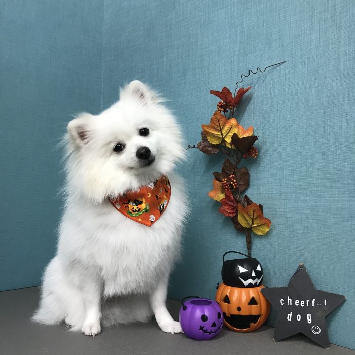 河合　アメくん