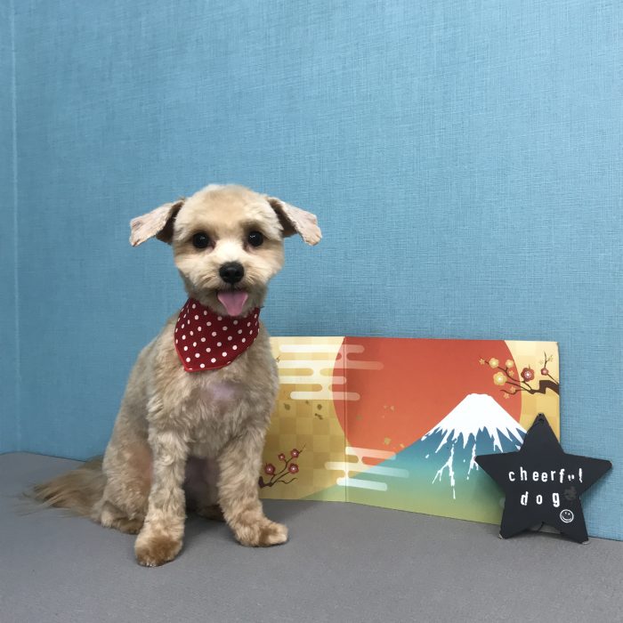 奥村　こむぎちゃん