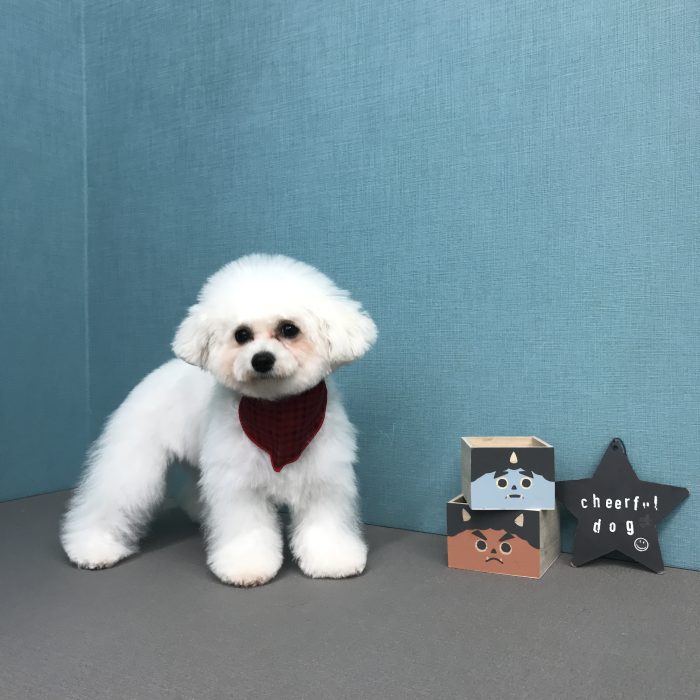 まるこちゃん（ビション）