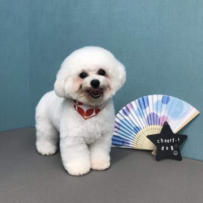 まるこちゃん（ビション）