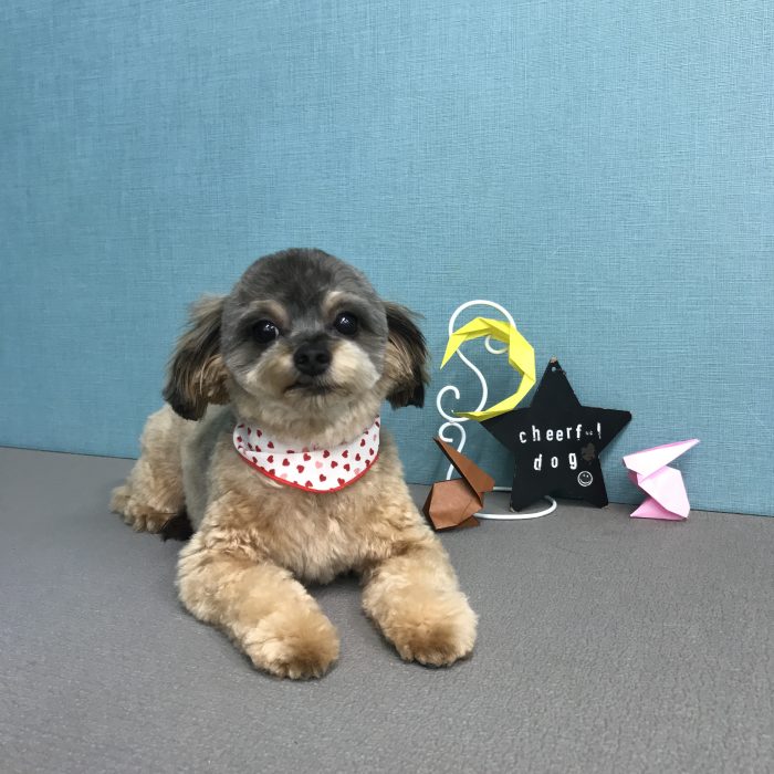 中村　あんこちゃん