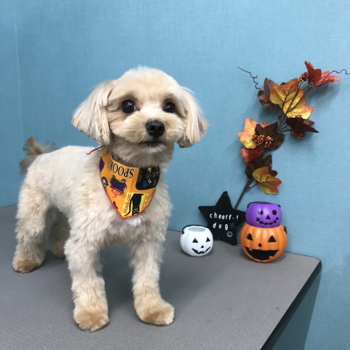 奥村　こむぎちゃん