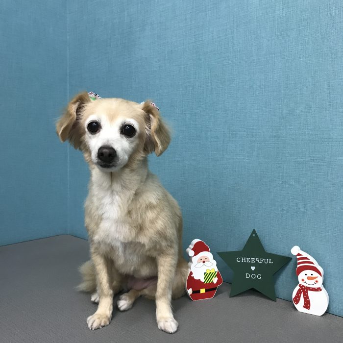 にぃなちゃん（ミックス）