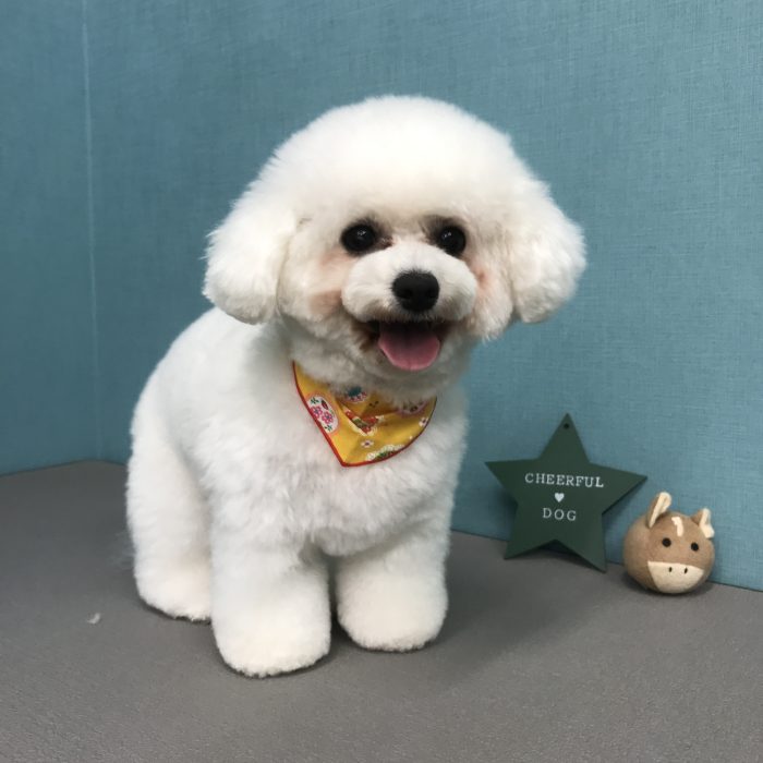 まるこちゃん（ビション）