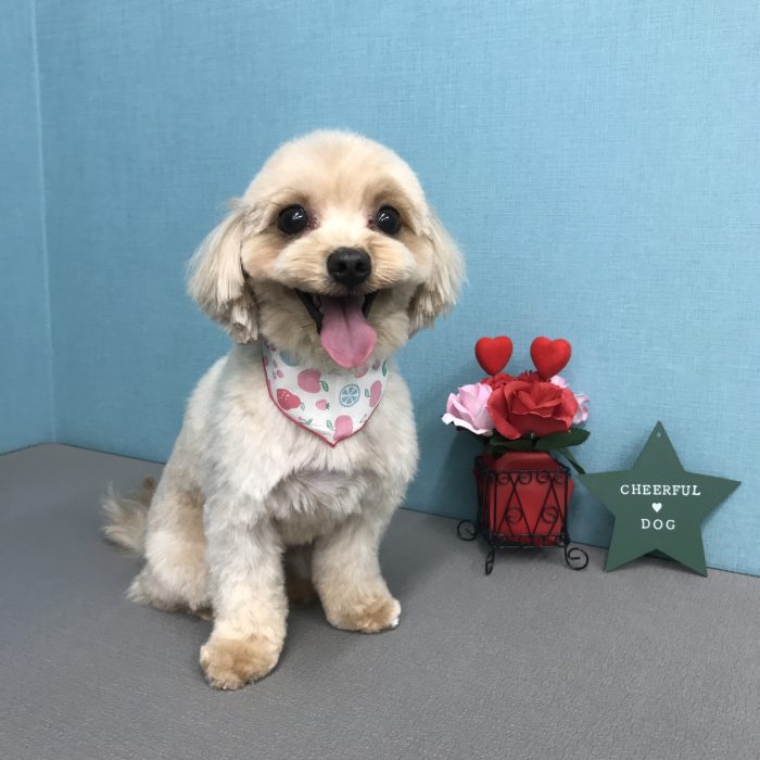 奥村　こむぎちゃん