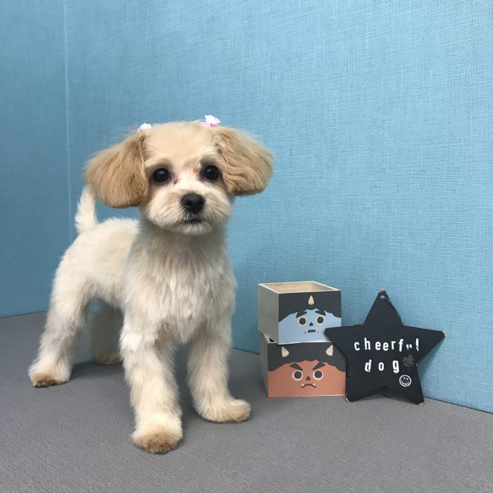 青木　きなこちゃん