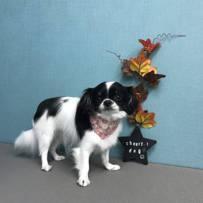 ソラちゃん（チワワ）