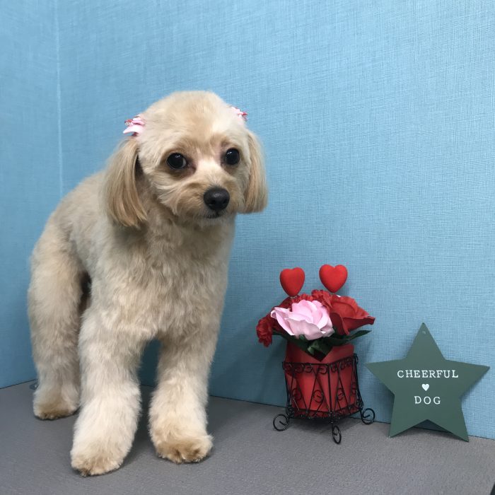 ラナちゃん（チワプー）