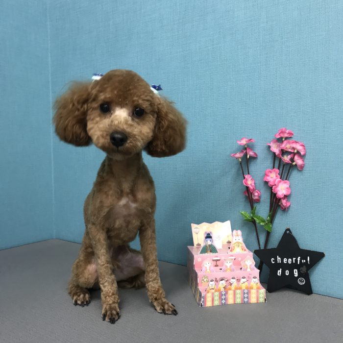 あずきくん（トイプードル）