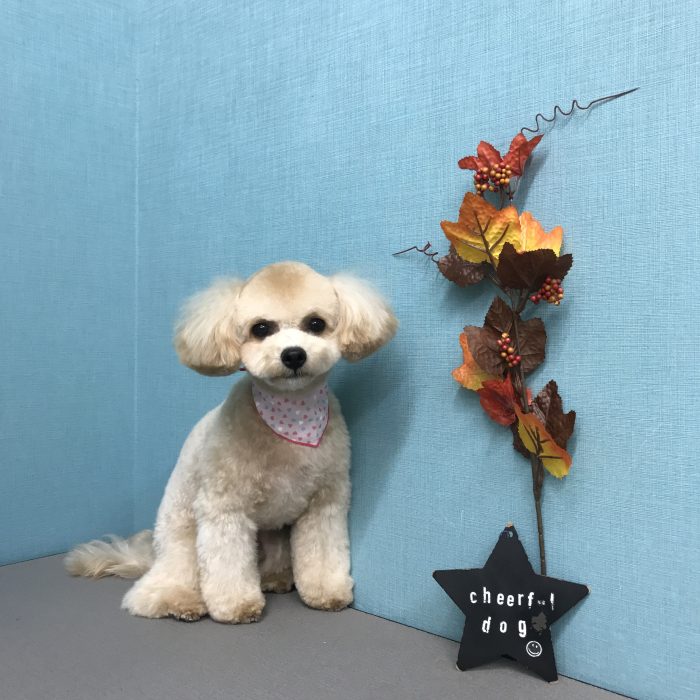 アンジュちゃん（ミックス）