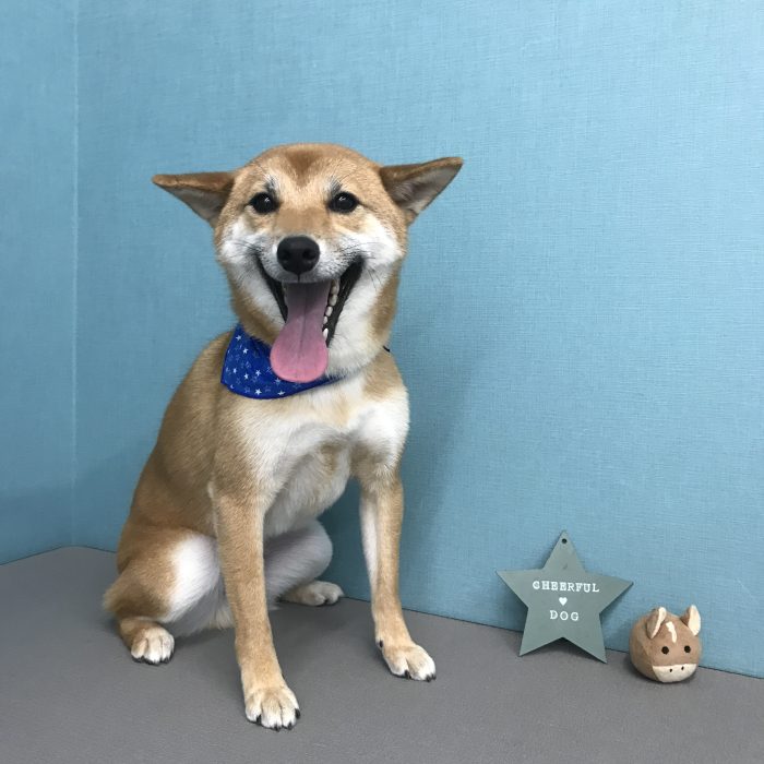 安部　コロ助くん