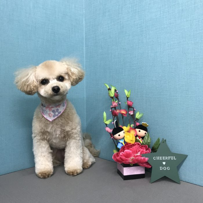 アンジュちゃん（ミックス）