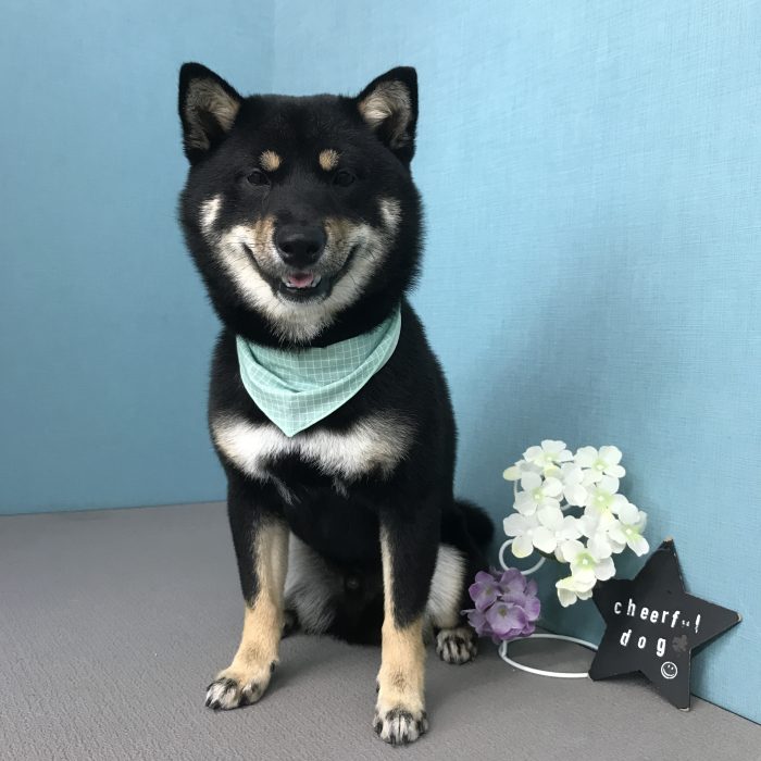 ムサシくん（柴犬）