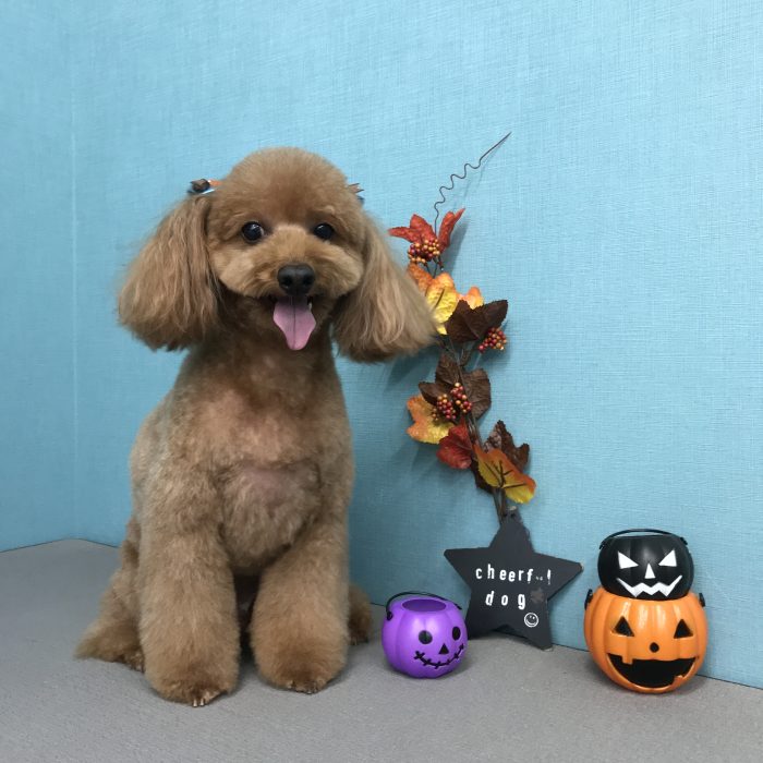 畑谷　とまとくん