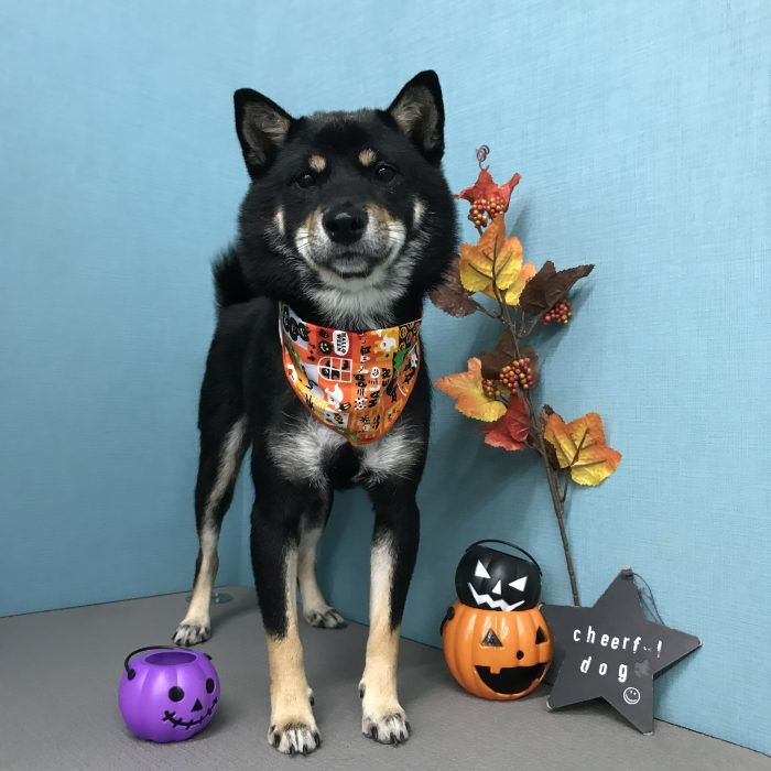 ムサシくん（柴犬）