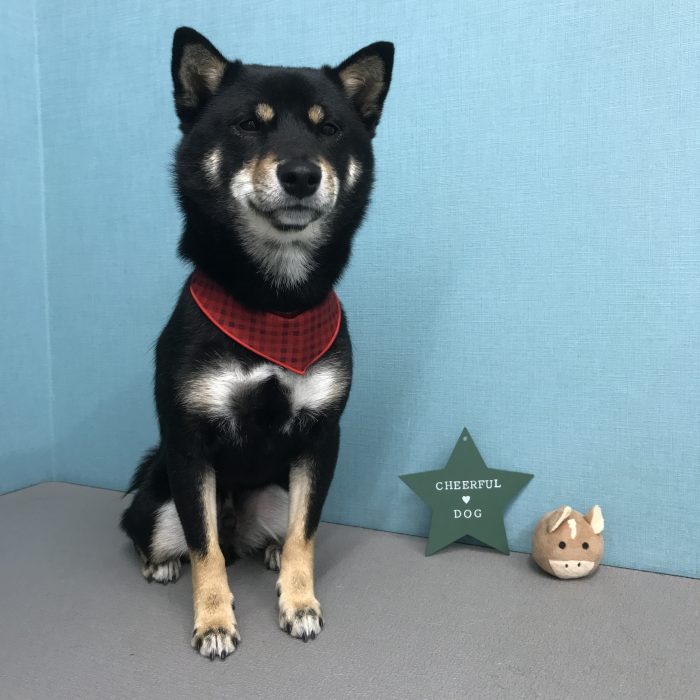 ムサシくん（柴犬）