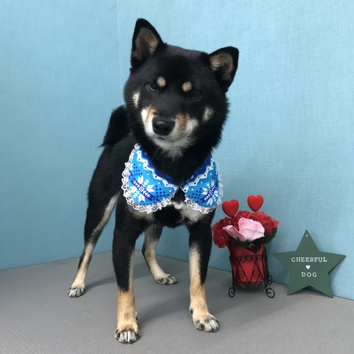 ムサシくん（柴犬）