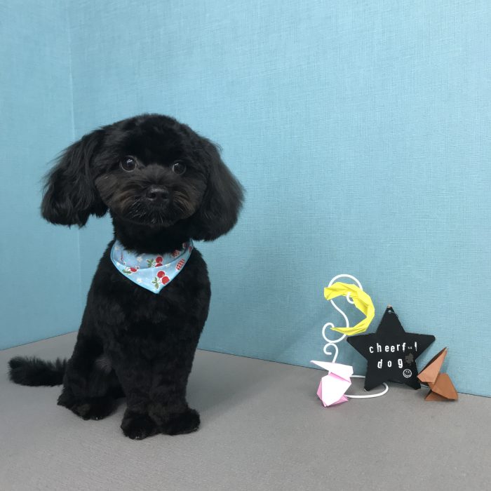 くろくん（チワプー）